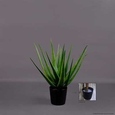 ALOE BUSH AĞAÇ