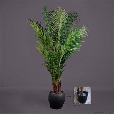 ARECA PALM AĞAÇ