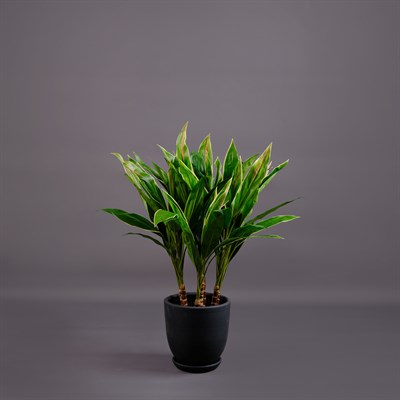 CORDYLINE AĞAÇ