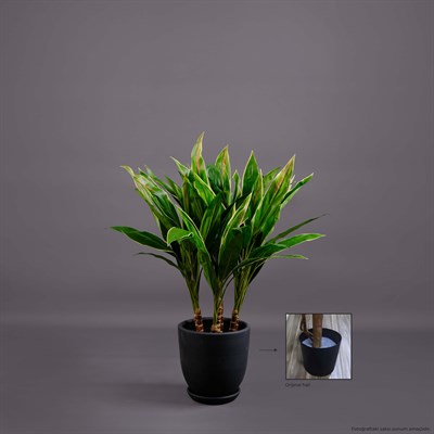 CORDYLINE AĞAÇ