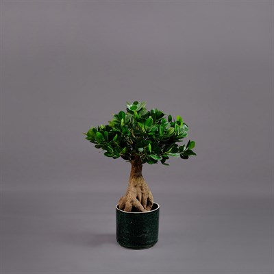 FICUS PANDA BONSAI AĞAÇ