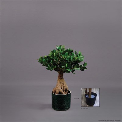 FICUS PANDA BONSAI AĞAÇ