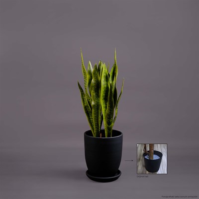 SANSEVERIA AĞAÇ
