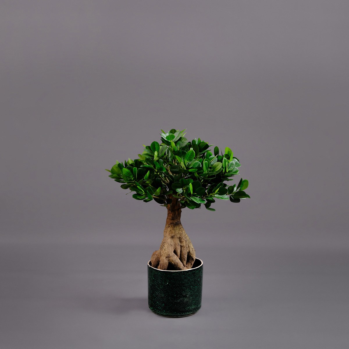 ginster bonsai Dwarf Japanese Garden Juniper