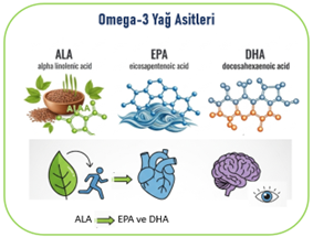 Görsel 3 Alanı ALA, EPA, DHA Tablosu