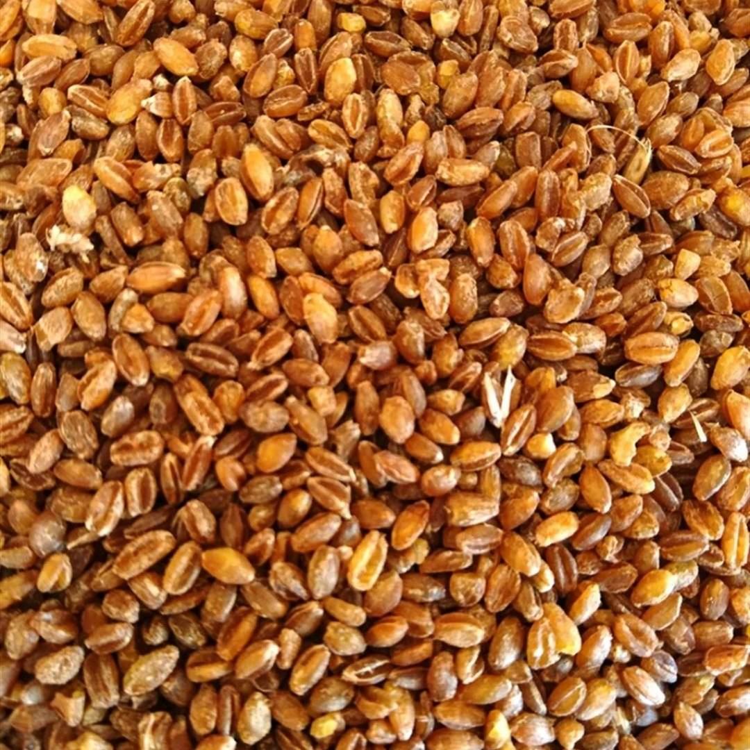 Orgafood Siyez Bulguru 1 kg.