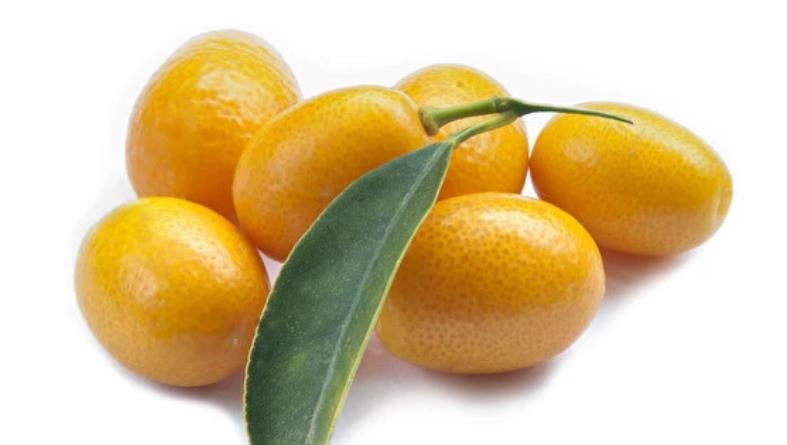 KUMKUAT ( 250 GR BARDAK )