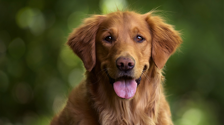 Köpekler İçin En İyi Petshop Ürünleri