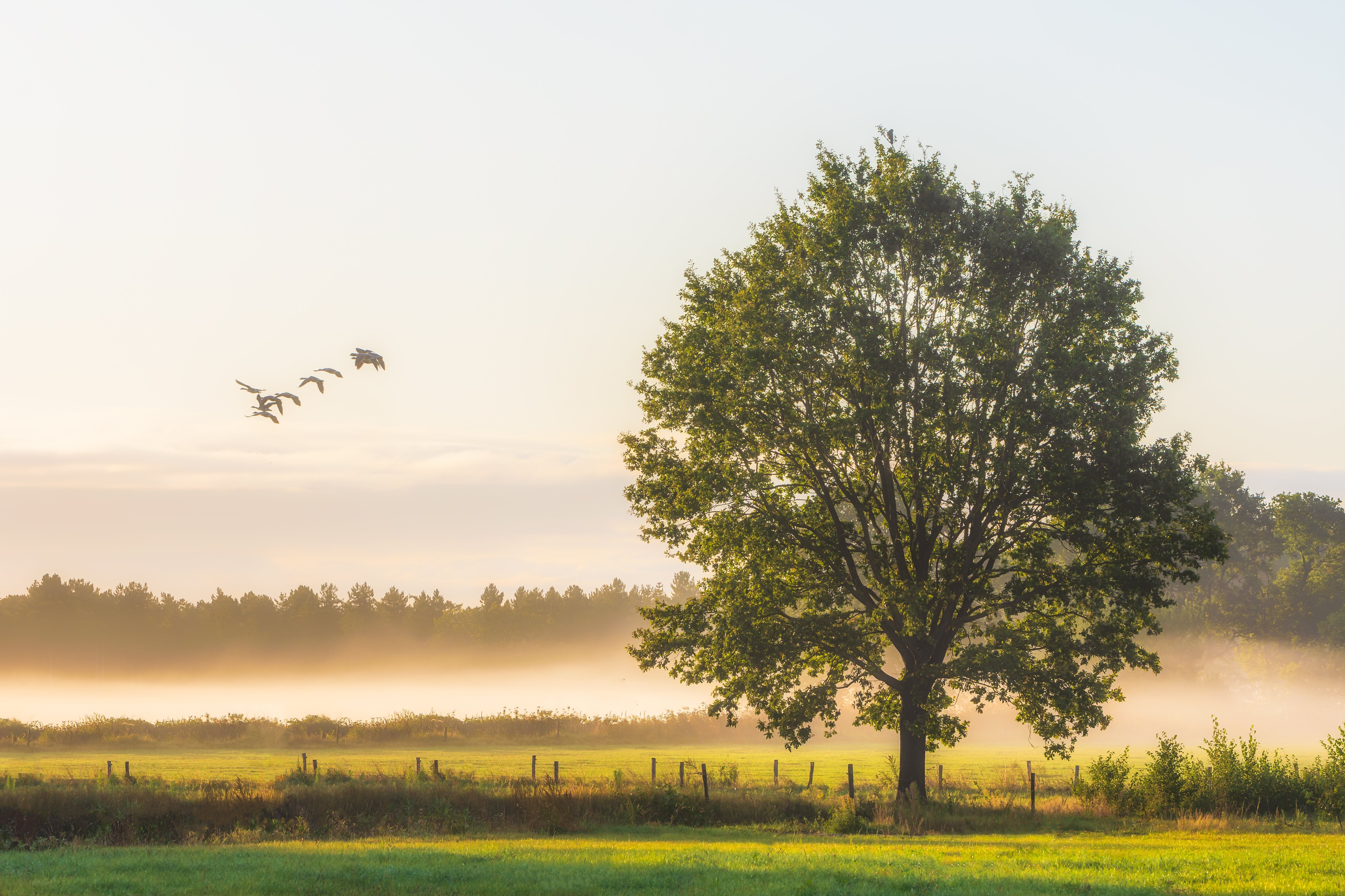 Dünyayı mindfulness mı kurtaracak ?