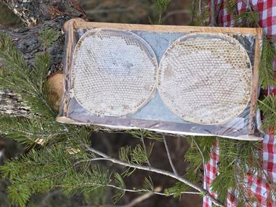 Bayburt Karakovan Petek Balı 1 kg