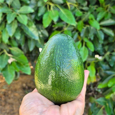 BACON AVOKADO 