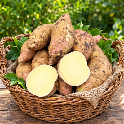 BEYAZ TATLI PATATES 1 KİLO