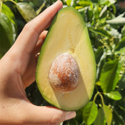 Clifton Avokado 200 gr Üstü