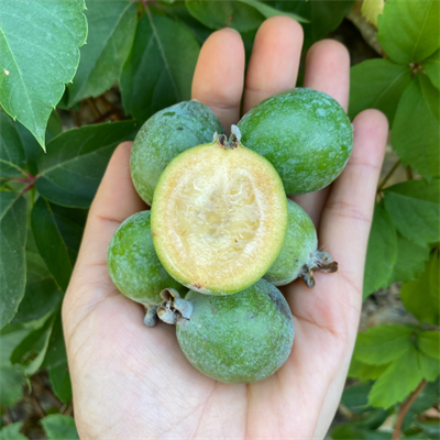 Feijoa Kaymak Meyvesi 250 Gram