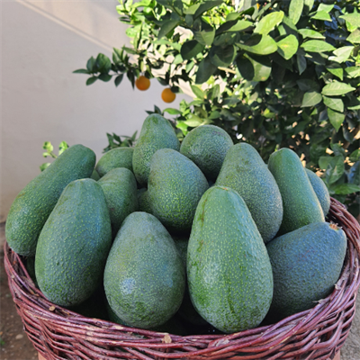 Fuerte Avokado Büyük Boy 1 Kilo