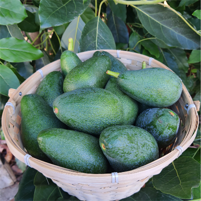 Fuerte Avokado Küçük Boy 1 Kilo