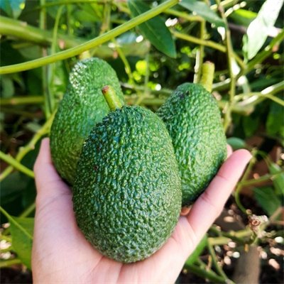 HASS AVOKADO 200 GR ÜSTÜ - 1 ADET