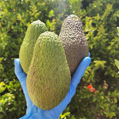 HASS AVOKADO 240 GRAM - 1 ADET