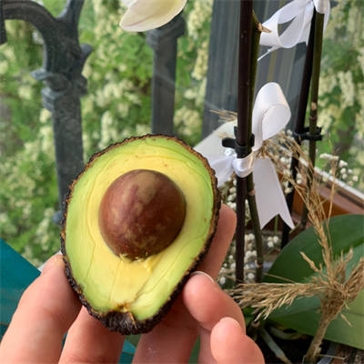 HASS AVOKADO KÜÇÜK BOY 1 KİLO