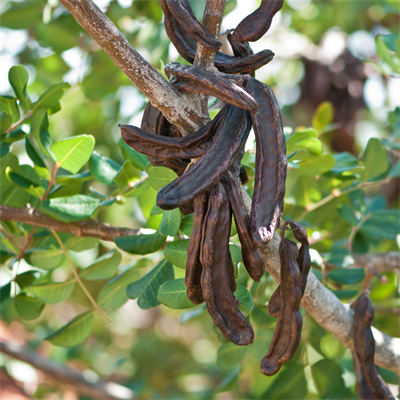 Keçiboynuzu 500 Gram