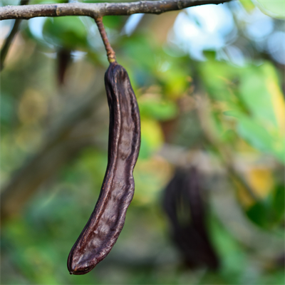 Keçiboynuzu 500 Gram