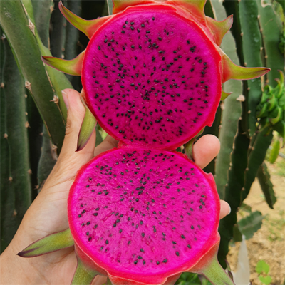 Kırmızı Ejder 250 Gram Üstü
