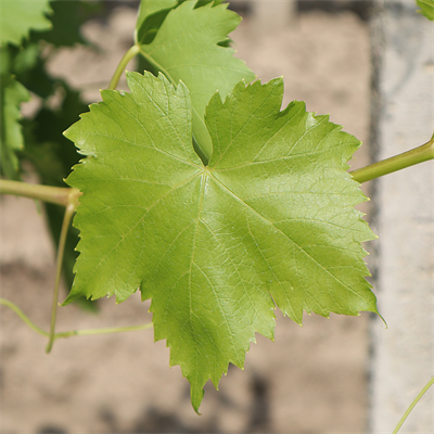 KURU BASIM YAPRAK - 1 KİLO