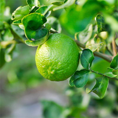 Lime Limon 500 Gram
