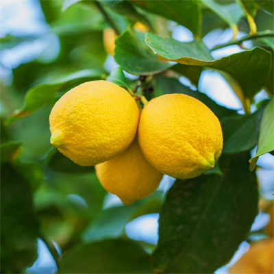 Limon 1 Kilo