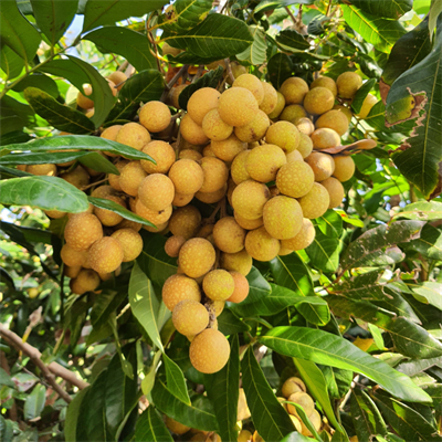 Longan - Ejder Gözü 250 Gram