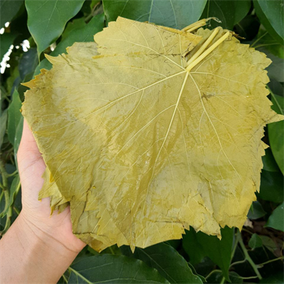 Salamura Asma Yaprağı 5'lık Bidon