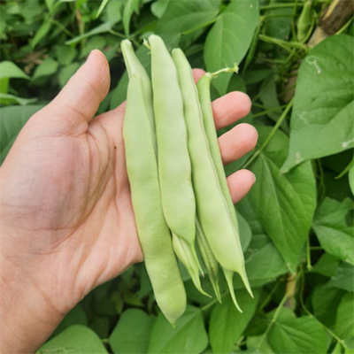 Şeker Fasülye 1 Kilo