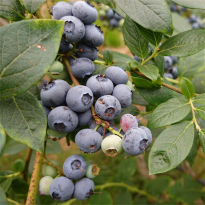 YABAN MERSİNİ - 125 GRAM