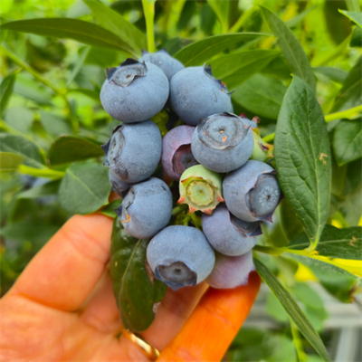 YABAN MERSİNİ - 250 GRAM