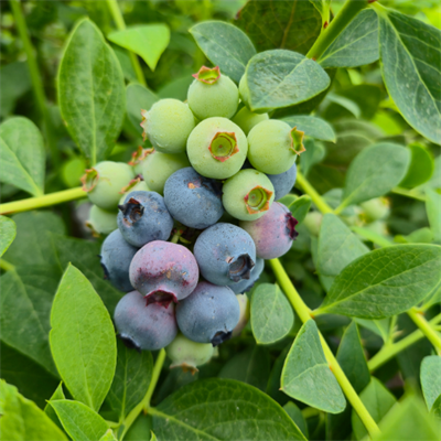 YABAN MERSİNİ - 500 GRAM