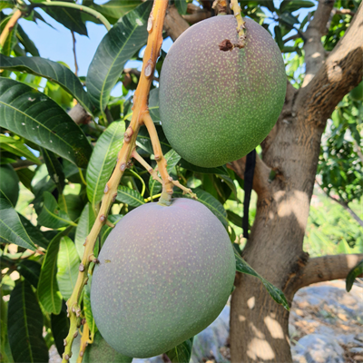 YERLİ MANGO 1 KG