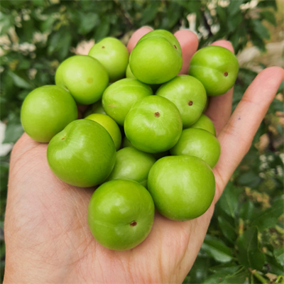 YEŞİL ERİK - 100 GRAM