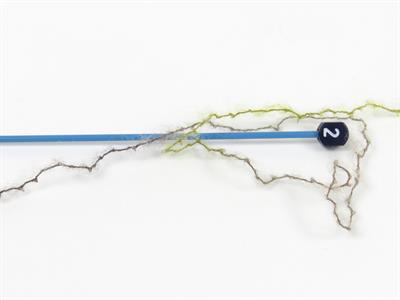 Lot of 10 Skeins Ice Yarns CARESS BABY ALPACA COLOR (30% Baby Alpaca 31% Extrafine Merino Wool) Yarn Green Shades Camel Shades