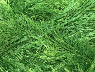 4x100gr. EYELASH 100GR  Orman Yeşili Yumoş, Sakallı, Kışlık, Kalın