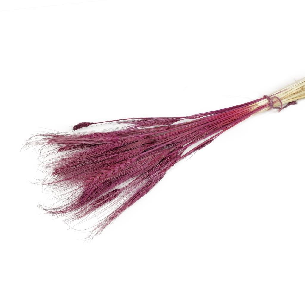 Kuru Çiçek Doğal Bordo Başak 35gram 1. Kalite Şoklanmış Bozulmaz