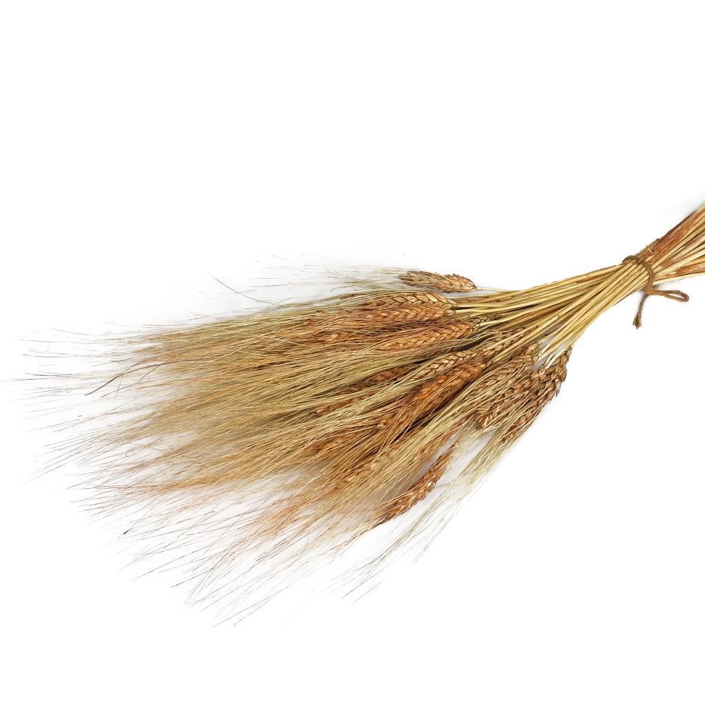 Kuru Çiçek Doğal Kahverengi Başak 35gram 1. Kalite Şoklanmış Bozulmaz