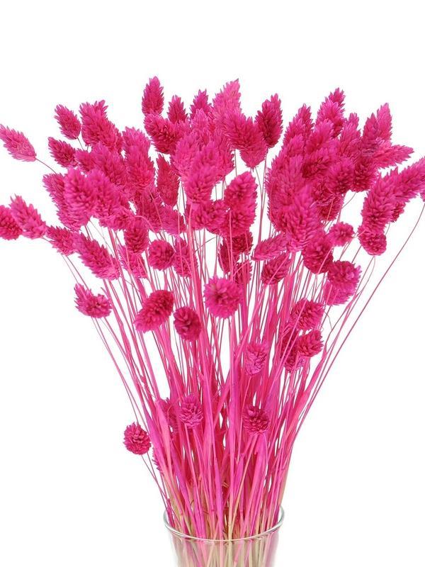 Kuru Çiçek Doğal Kuş Otu Çingene Pembe Renk 40-50gram 1. Kalite Şoklanmış Bozulmaz