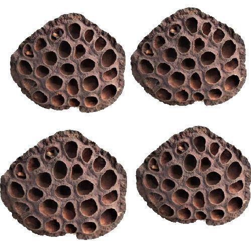 Succulent Lotus Plant Gerçek Lotus Çiçeği Kuru Çiçek 4 ADET