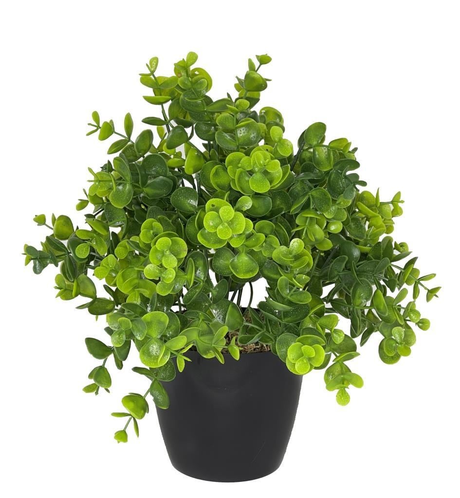 Yapay Çiçek Şimşir Eucalyptus Yapay Bitki Siyah Plastik Saksılı Dekoratif Süs Çiçeği