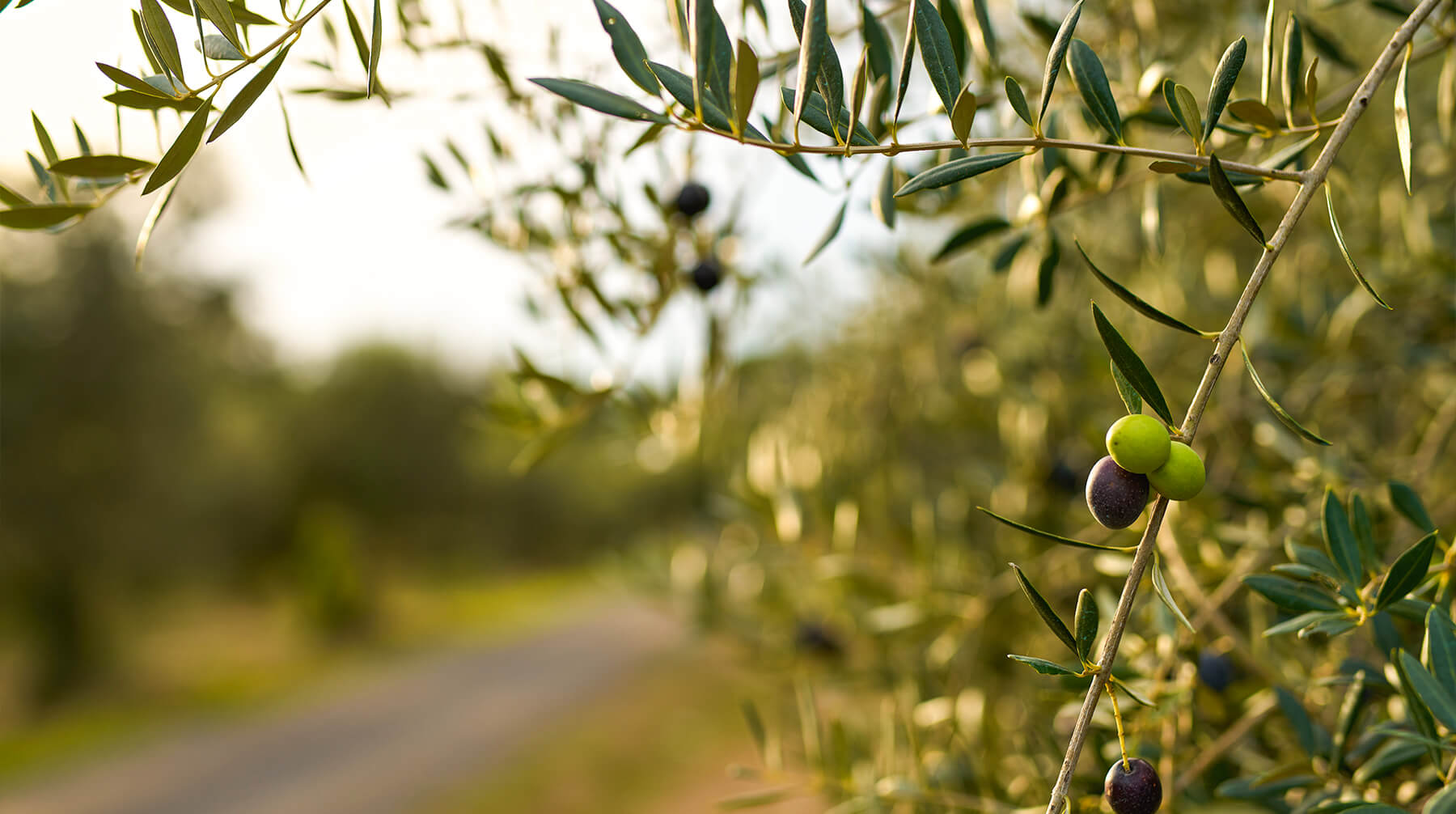 Oleuropein Nedir? Zeytin Bitkisinin Sağlığa Katkı Sunan Bileşiği