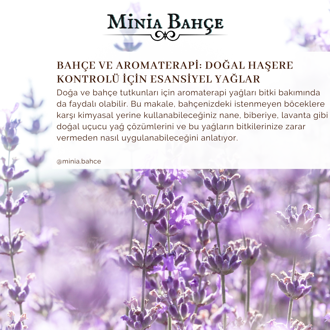 Doğal Haşere Kontrolü: Bahçe Dostu Aromaterapi Yağları
