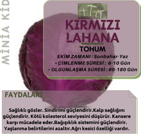 Kırmızı Lahana Faydaları