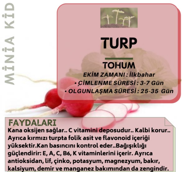 Turp Bitkisi Faydaları