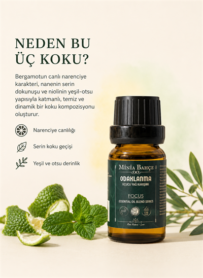 Odaklanma (Focus) Uçucu Yağ Karışımı – 10 ml 
