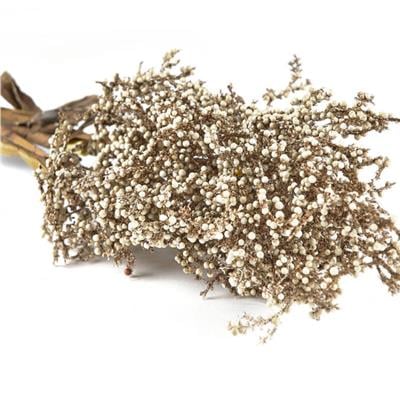 Kvist Dekor Doğal Pampus Grass Light 83 Cm